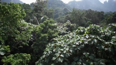 Sophie de Giraf Baby Speelgoed in Luxe Cadeauset